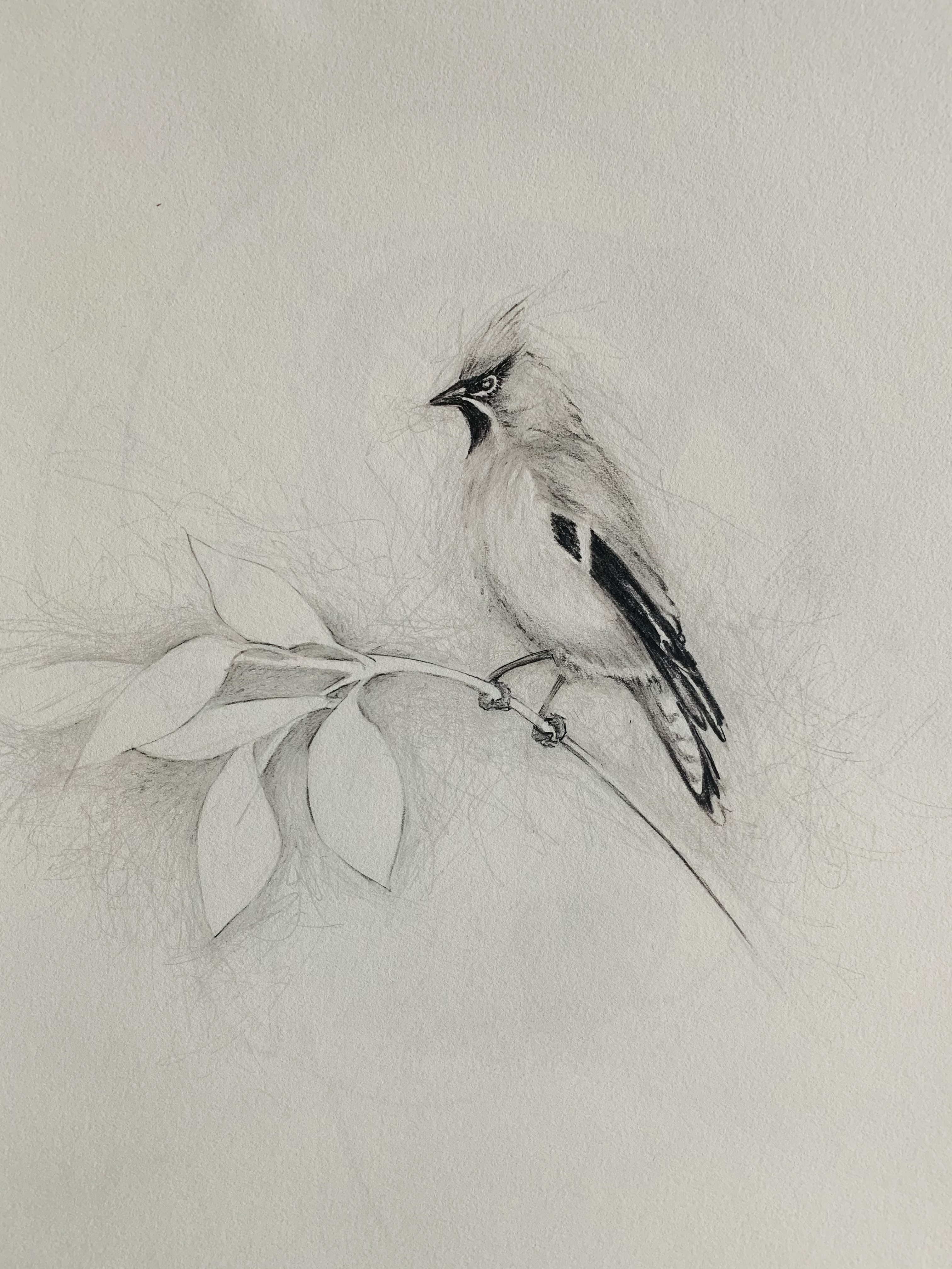 "Cedar Waxwing", 14" x 11", pencil drawing